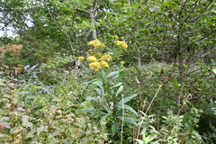 Jacobaea cannabifolia