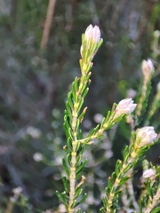 Erica australis