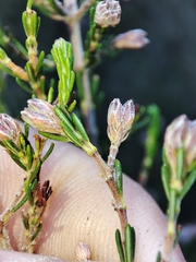 Erica australis
