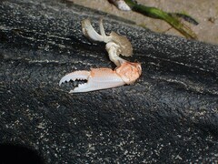 Ovalipes australiensis