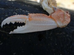 Ovalipes australiensis