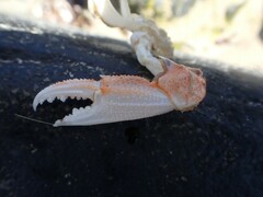 Ovalipes australiensis