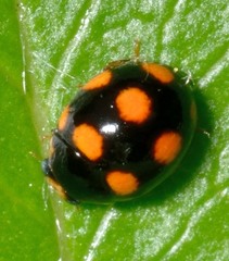 Brachiacantha