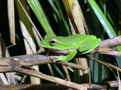 Zhangixalus prasinatus