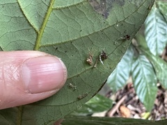 Philoponella variabilis