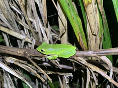 Zhangixalus prasinatus