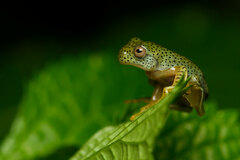 Rhacophorus malabaricus