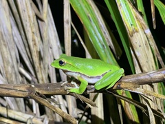 Zhangixalus prasinatus