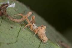 Philoponella variabilis