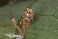 Philoponella variabilis