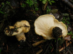 Lactarius intermedius