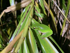 Zhangixalus prasinatus