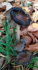 Coprinellus micaceus