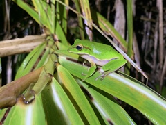 Zhangixalus prasinatus