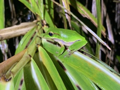 Zhangixalus prasinatus