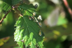 Diphucephala
