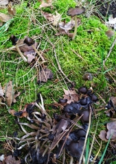 Coprinellus micaceus