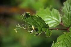 Diphucephala