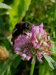 Bombus subterraneus