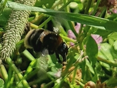 Bombus subterraneus