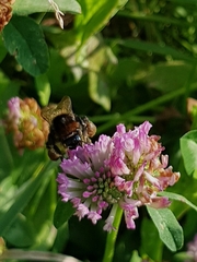 Bombus subterraneus
