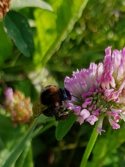 Bombus subterraneus