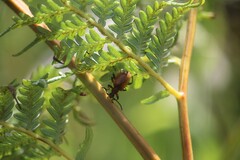 Ecnolagria rufescens