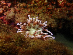 Telmatactis cricoides