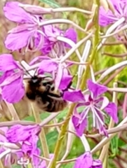 Bombus subterraneus