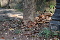 Zoothera aurea
