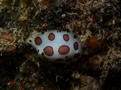 Peltodoris atromaculata