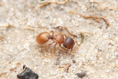 Meranoplus