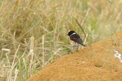 Saxicola torquatus