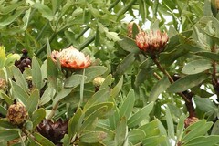 Protea caffra caffra