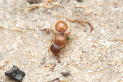 Meranoplus