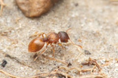 Meranoplus
