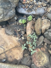 Cardamine pensylvanica
