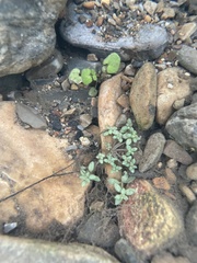 Cardamine pensylvanica
