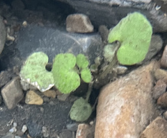 Cardamine pensylvanica