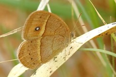 Brakefieldia perspicua perspicua