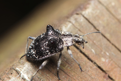 Cyphaleus binodosus