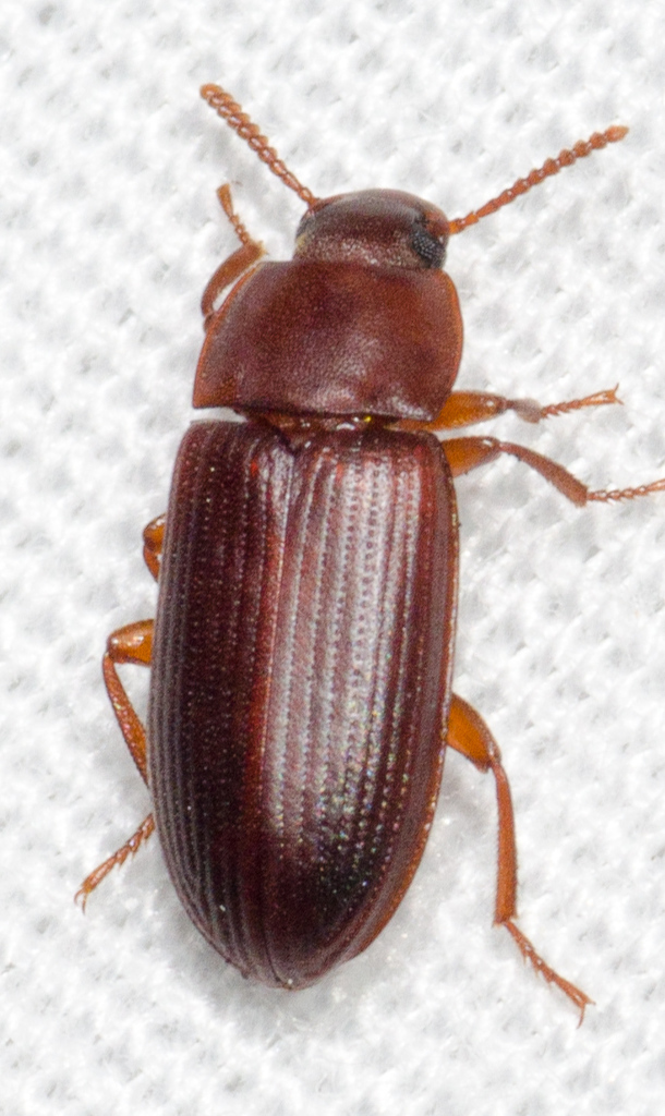 Cynaeus