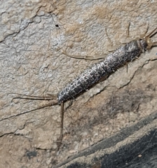 Ctenolepisma longicaudatum