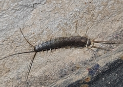 Ctenolepisma longicaudatum