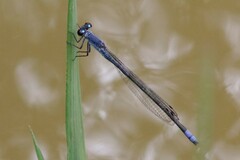 Pseudagrion salisburyense