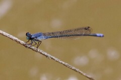 Pseudagrion salisburyense
