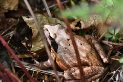 Rana dybowskii