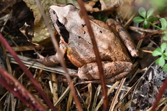 Rana dybowskii