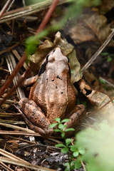 Rana dybowskii