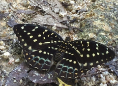 Lexias pardalis dirteana